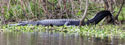 Alligator mississippiensis